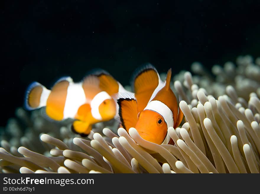 Vibrant soft corals and Clown fish darting amongst the stinging tentacles of the Sea Anemone. Vibrant soft corals and Clown fish darting amongst the stinging tentacles of the Sea Anemone