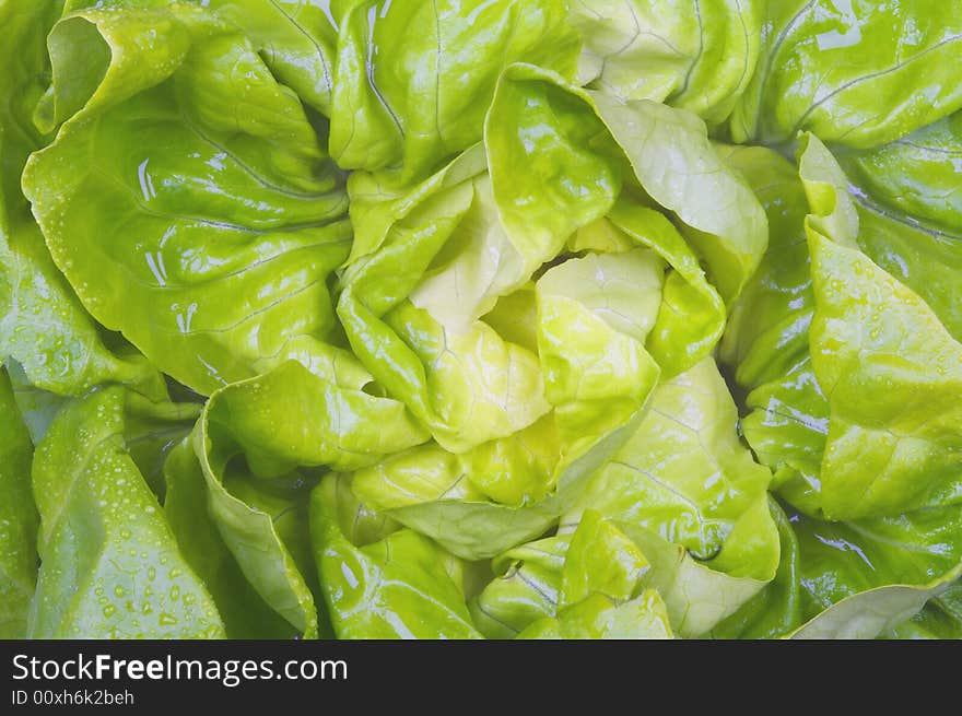 Beautiful fresh green salad macro. Beautiful fresh green salad macro