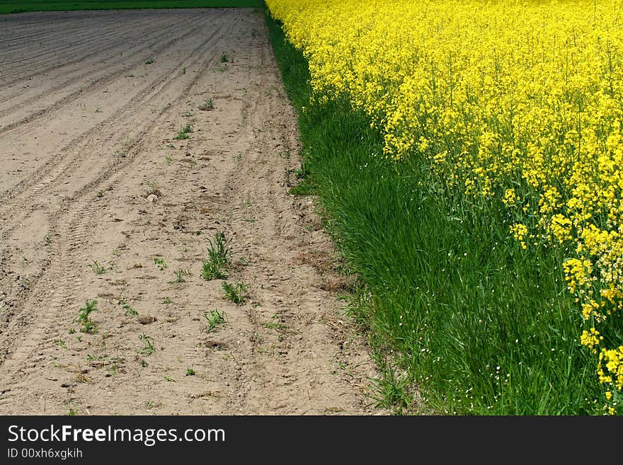 Rape field - spring in Poland