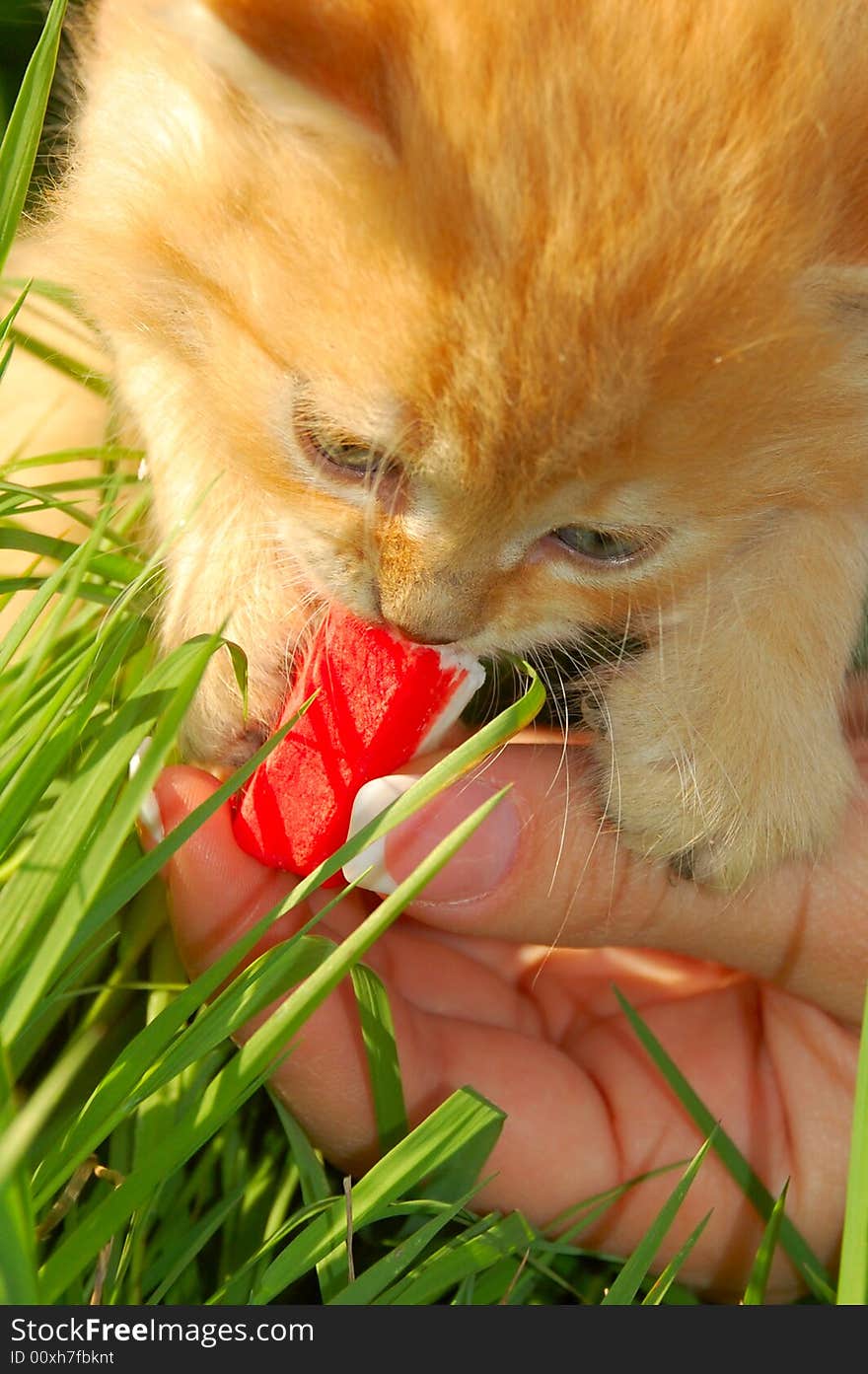Human's hand with food feeding a little red kitten. Human's hand with food feeding a little red kitten