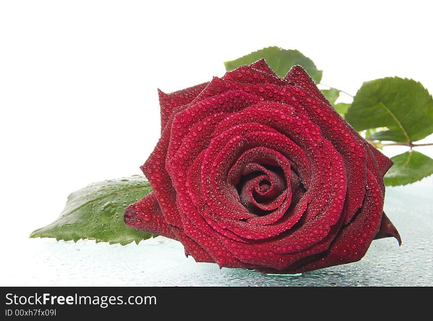 Red rose close up with water drops. Red rose close up with water drops.