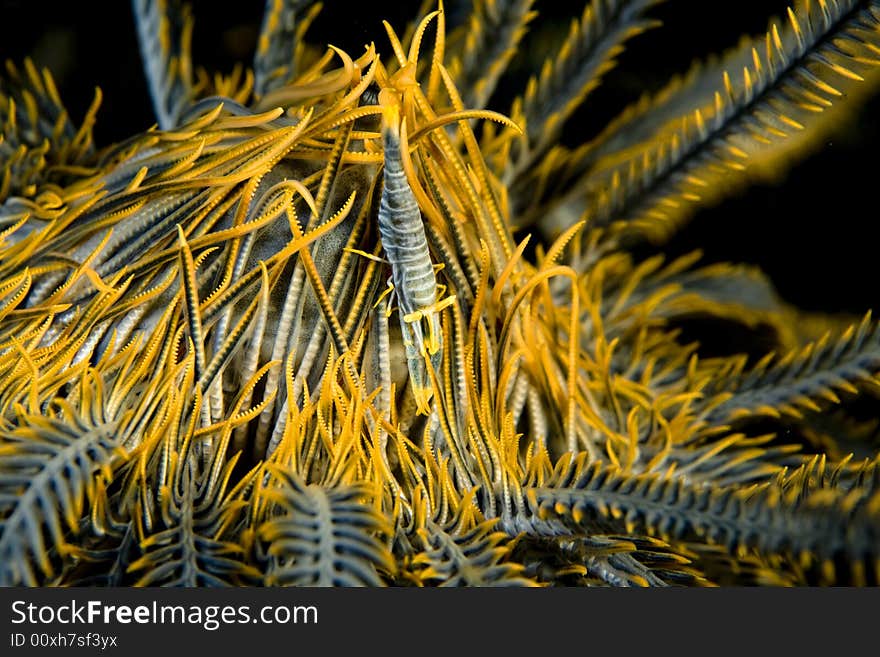 Crinoid Shrimp