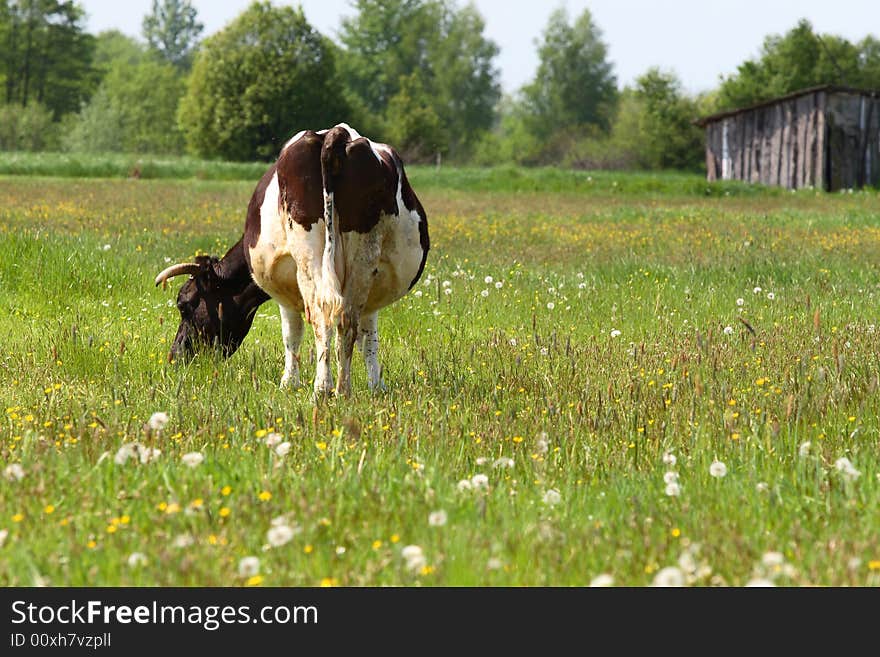 Village scene - cow on the open field