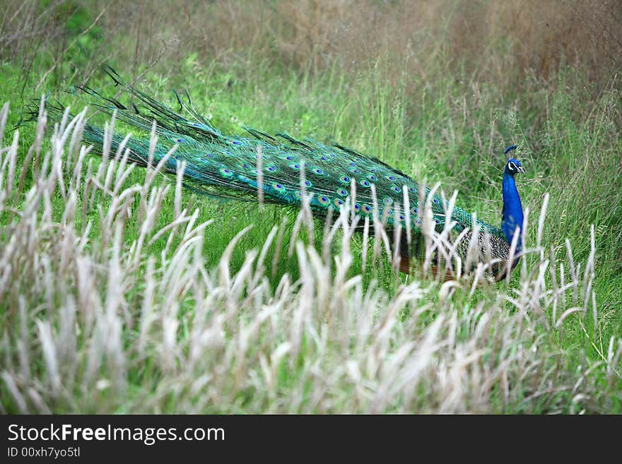 A beautiful peacock with colorful feathers