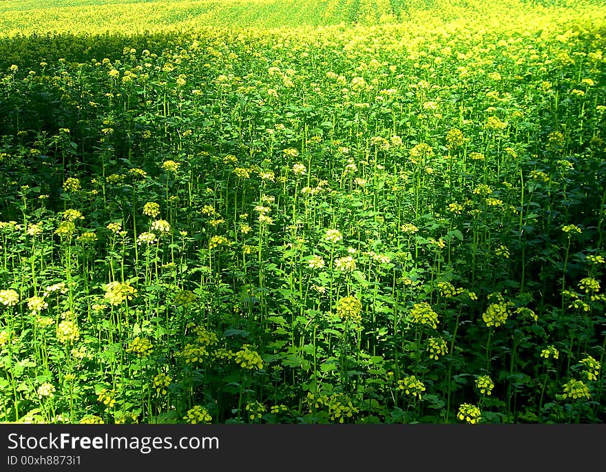 Oil selected in the flowering time. Oil selected in the flowering time