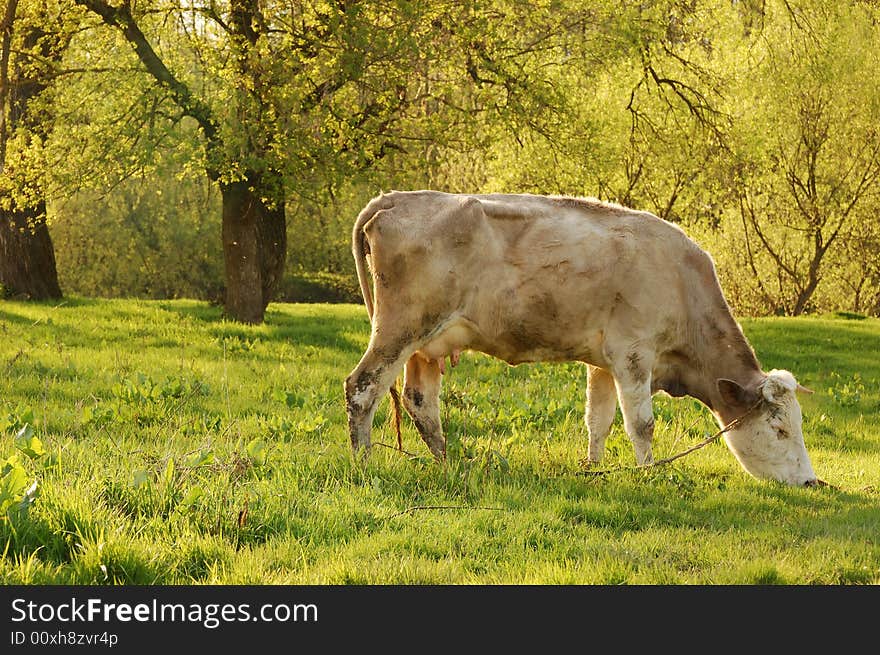 milch cow on a plain