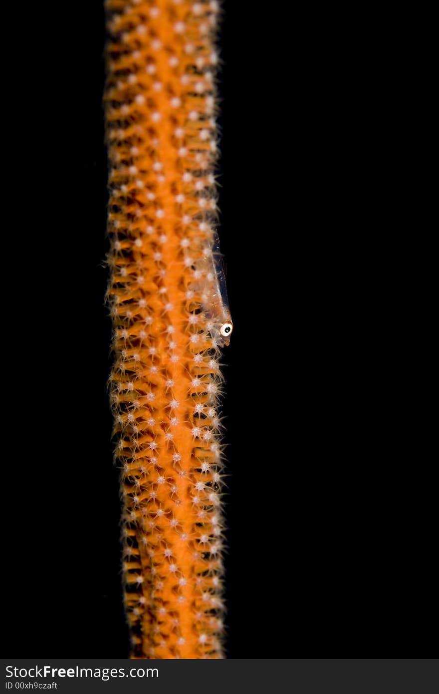 Goby on soft coral