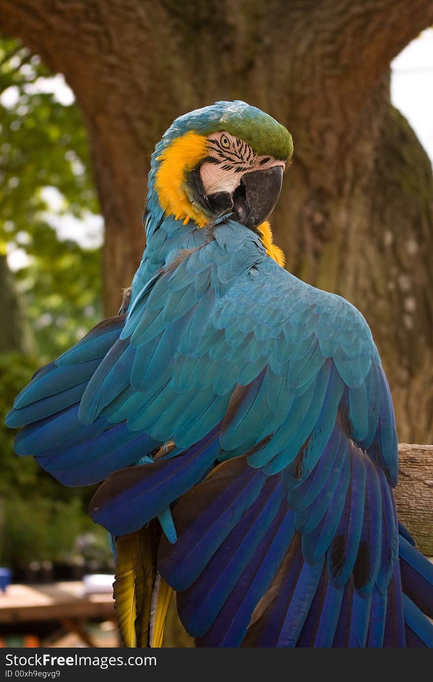 Talking Macaw called Rodney. Mainly says goodbye regardless of what you say to him. Talking Macaw called Rodney. Mainly says goodbye regardless of what you say to him.