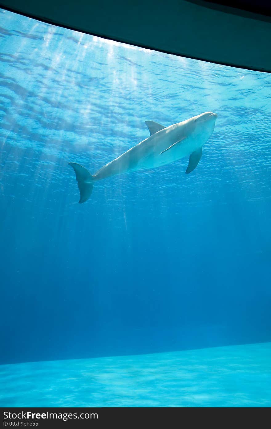 Bottle-nosed dolphin photographed through the glass of an aquarium pool with backlight of sunbeams. Bottle-nosed dolphin photographed through the glass of an aquarium pool with backlight of sunbeams