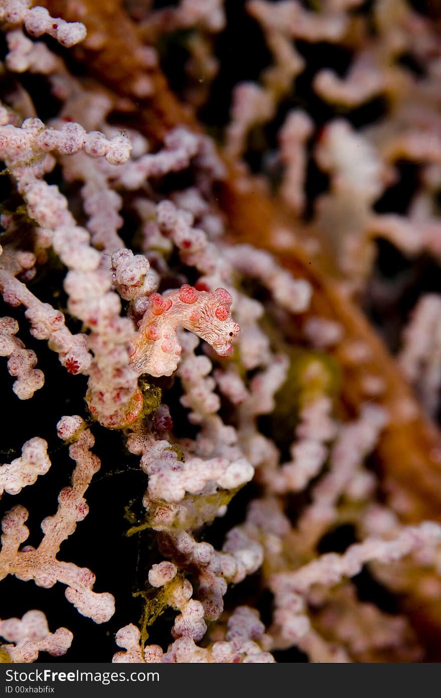 Pygmy Sea Horse on a Red gorgonian sea fan, Bali, Indonesia