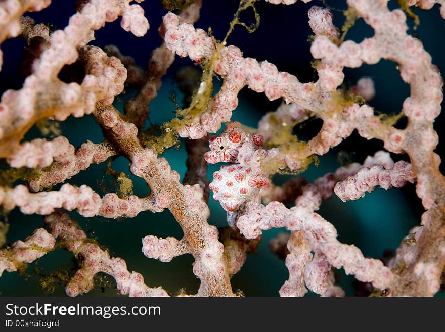 Pygmy Sea Horse on a Red gorgonian sea fan, Bali, Indonesia