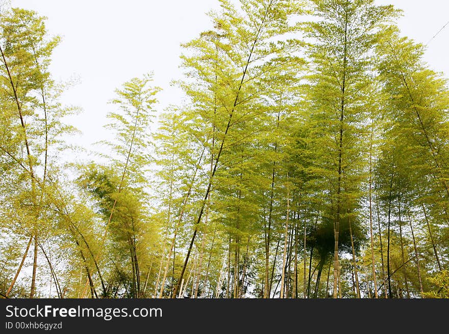 Picture from  forest bamboo tree