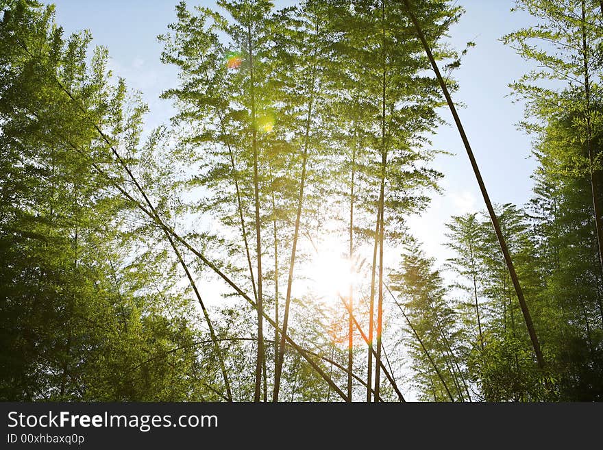 Sunlight Through Bamboos