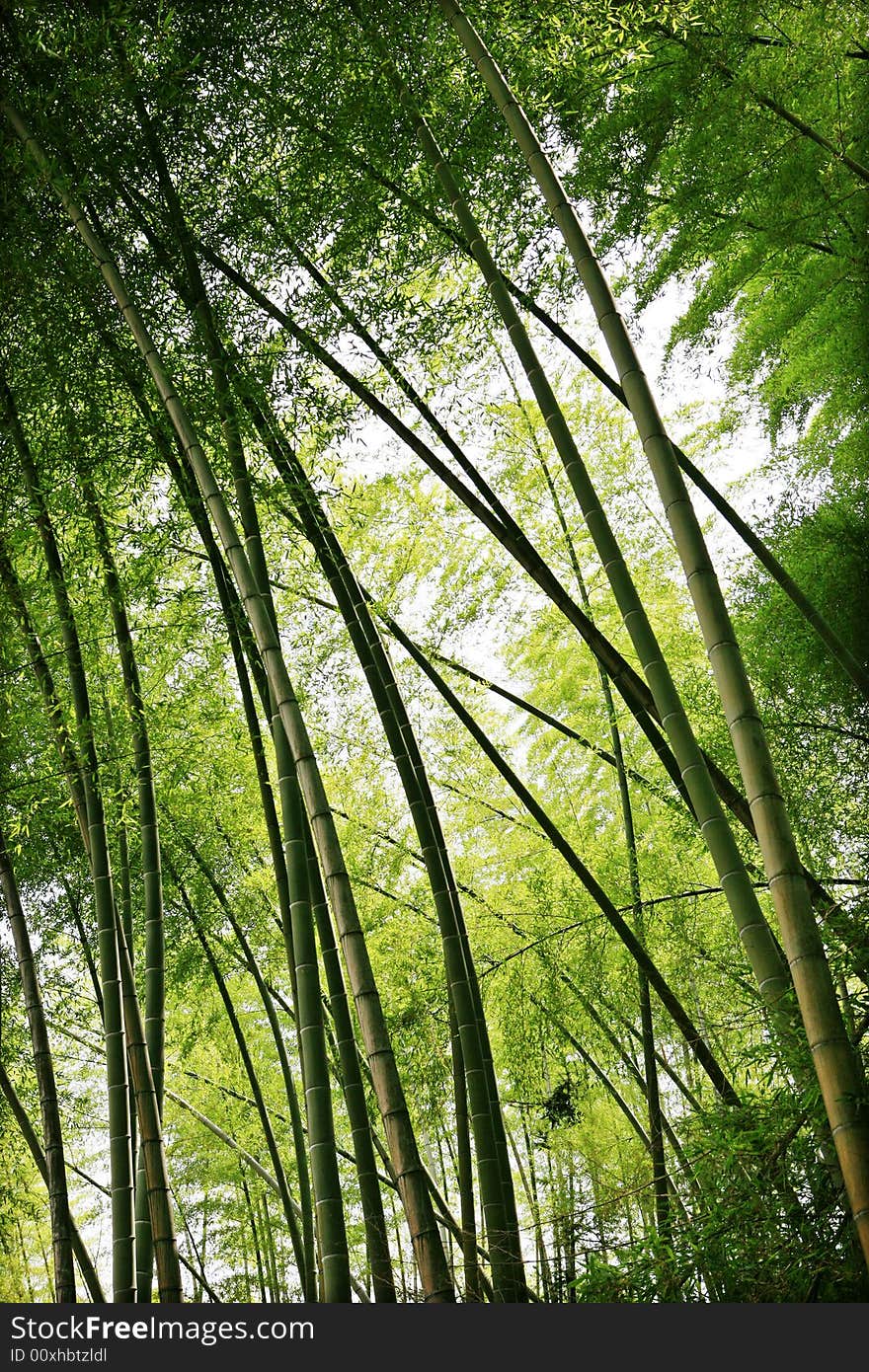 Green bamboo forest in china