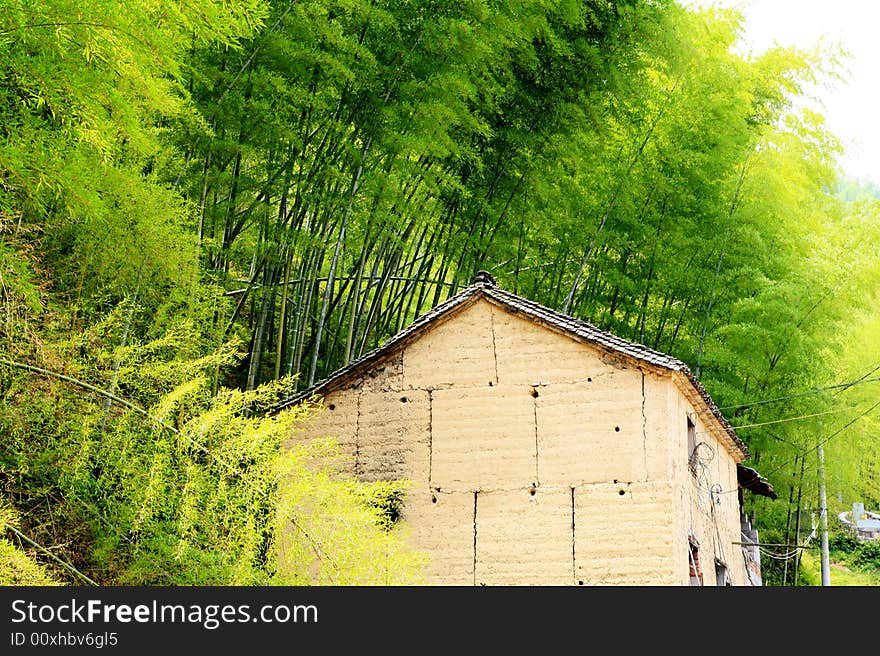 Old house among bamboo