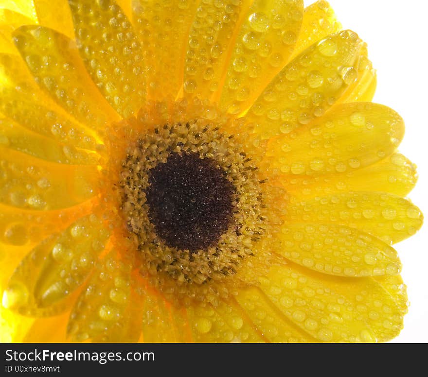 Yellow gerber with water drops close up. Yellow gerber with water drops close up.