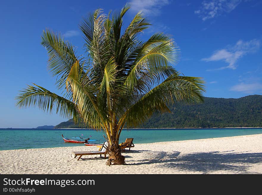 Palm tree on the beach.