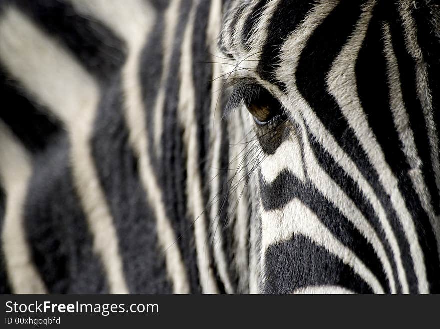 Zebra eye