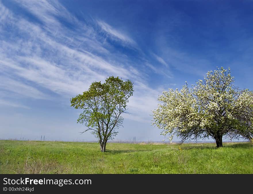 Spring landscape