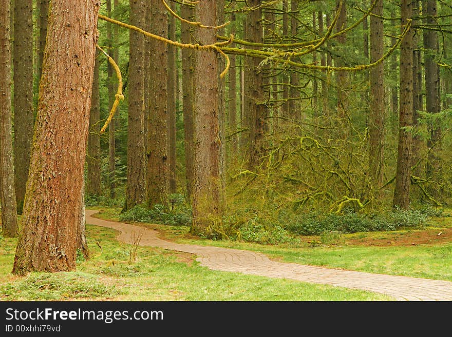 Brick Pathway throught the forest at Silver Falls State Park, Oregon, USA. Brick Pathway throught the forest at Silver Falls State Park, Oregon, USA