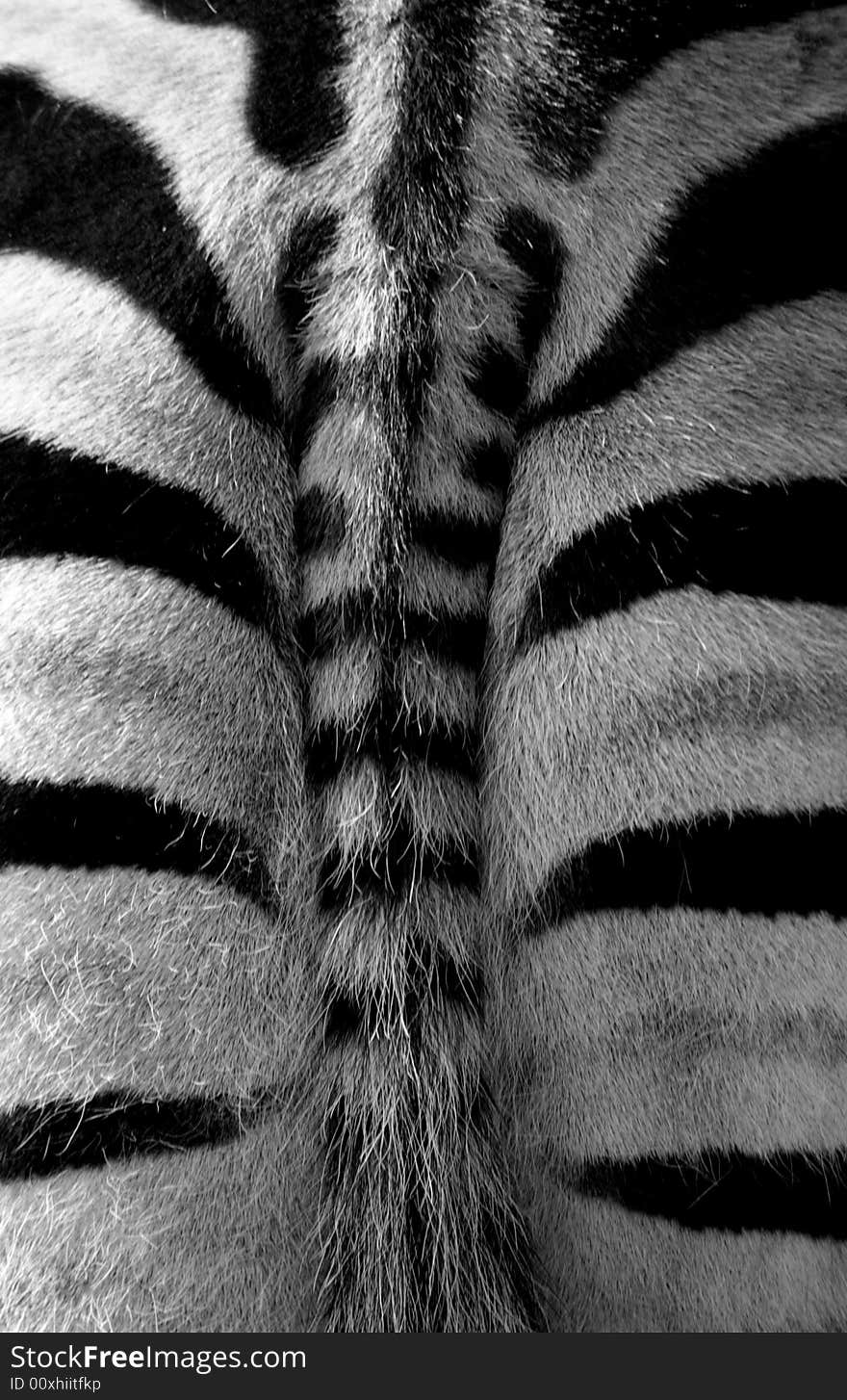 Abstract image of a zebras bottom. Abstract image of a zebras bottom