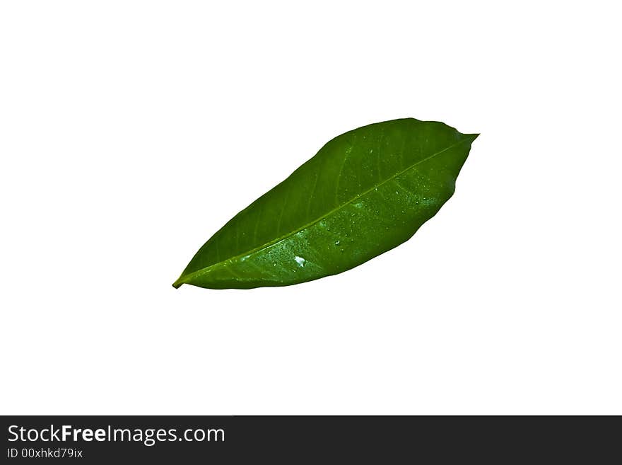 Close up of a green leaf covered in raindrops isolated on white background