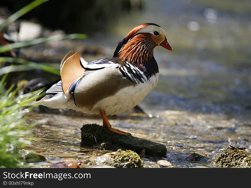 Colorful mandarin duck in the pond. Colorful mandarin duck in the pond