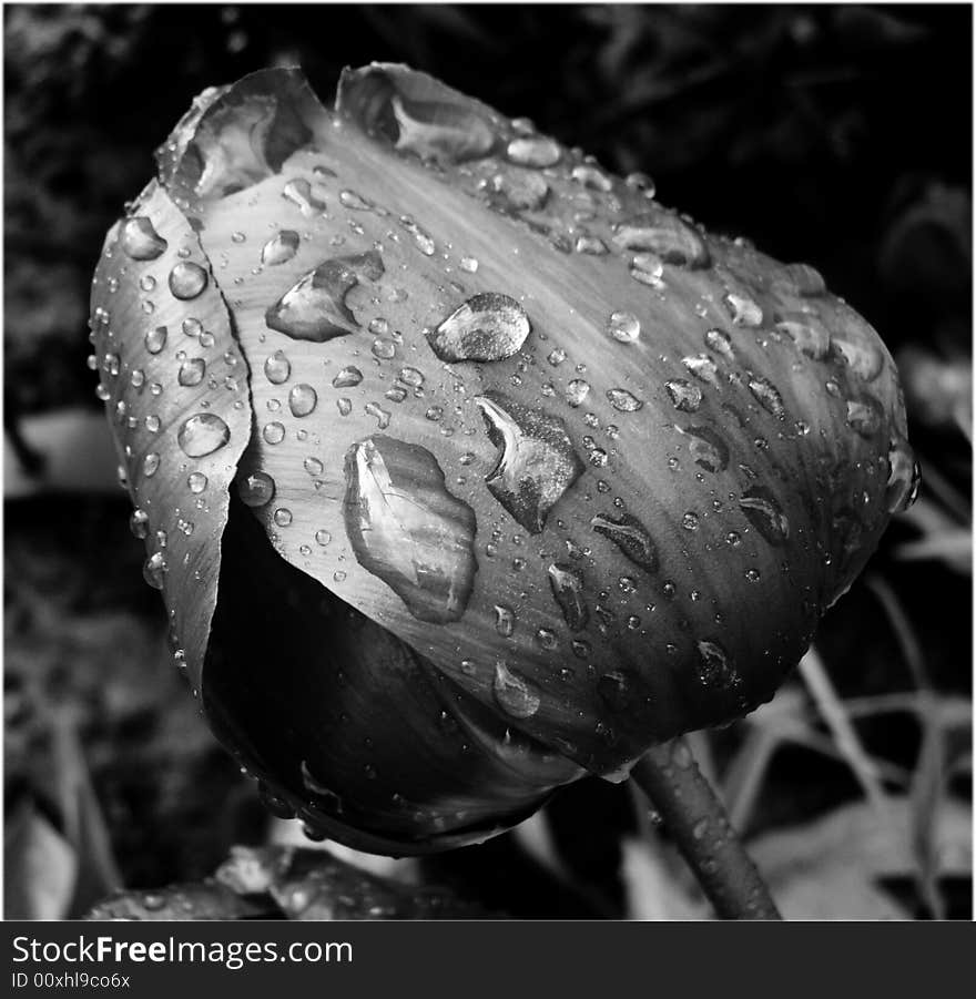 Noir tulip with rain drops. Noir tulip with rain drops