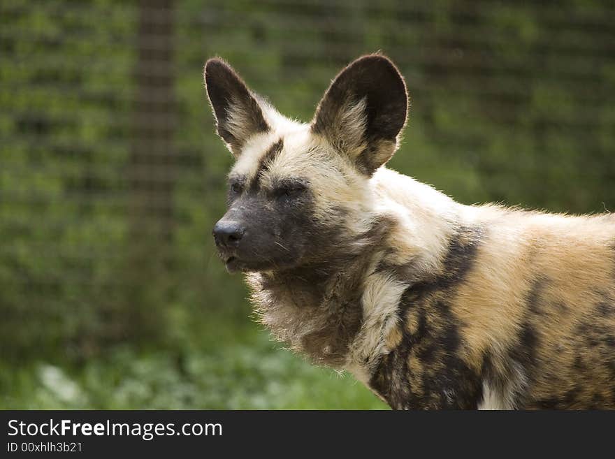 Hyena Looking Alert