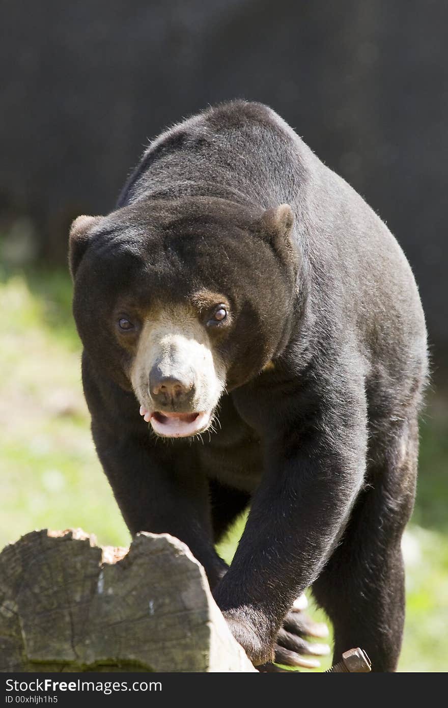 A large bear looking at me holding the camera. A large bear looking at me holding the camera