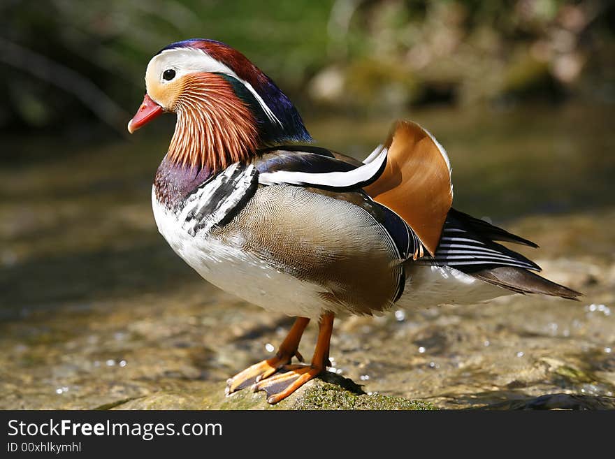 Profile Duck in the pond. Profile Duck in the pond