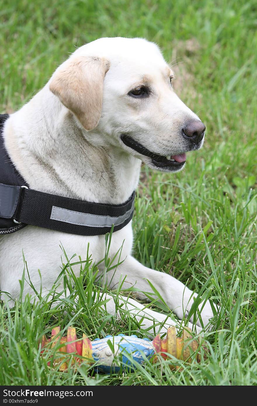 Labrador retriever on green grass. Labrador retriever on green grass