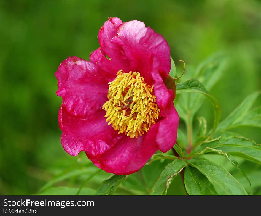 Beautiful flower on green at summer day