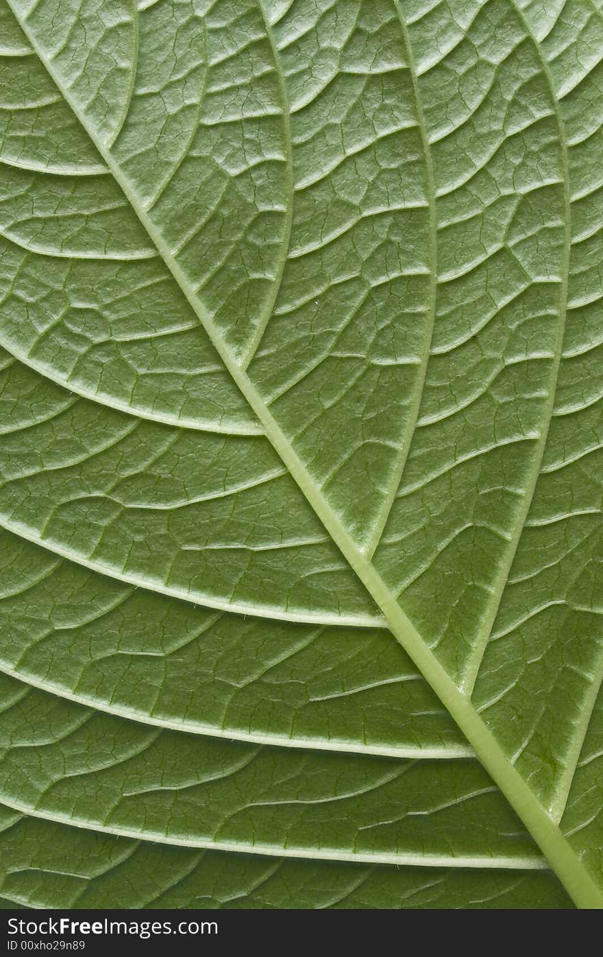 Close of a green leaf. Close of a green leaf