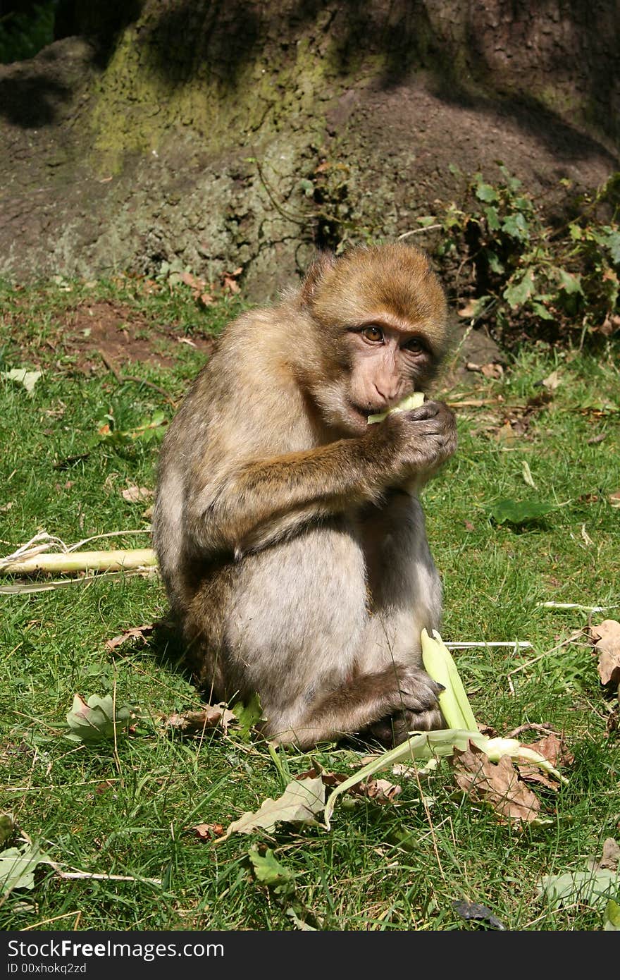 Barbary Macaque at Monkey Forest in Staffordshire