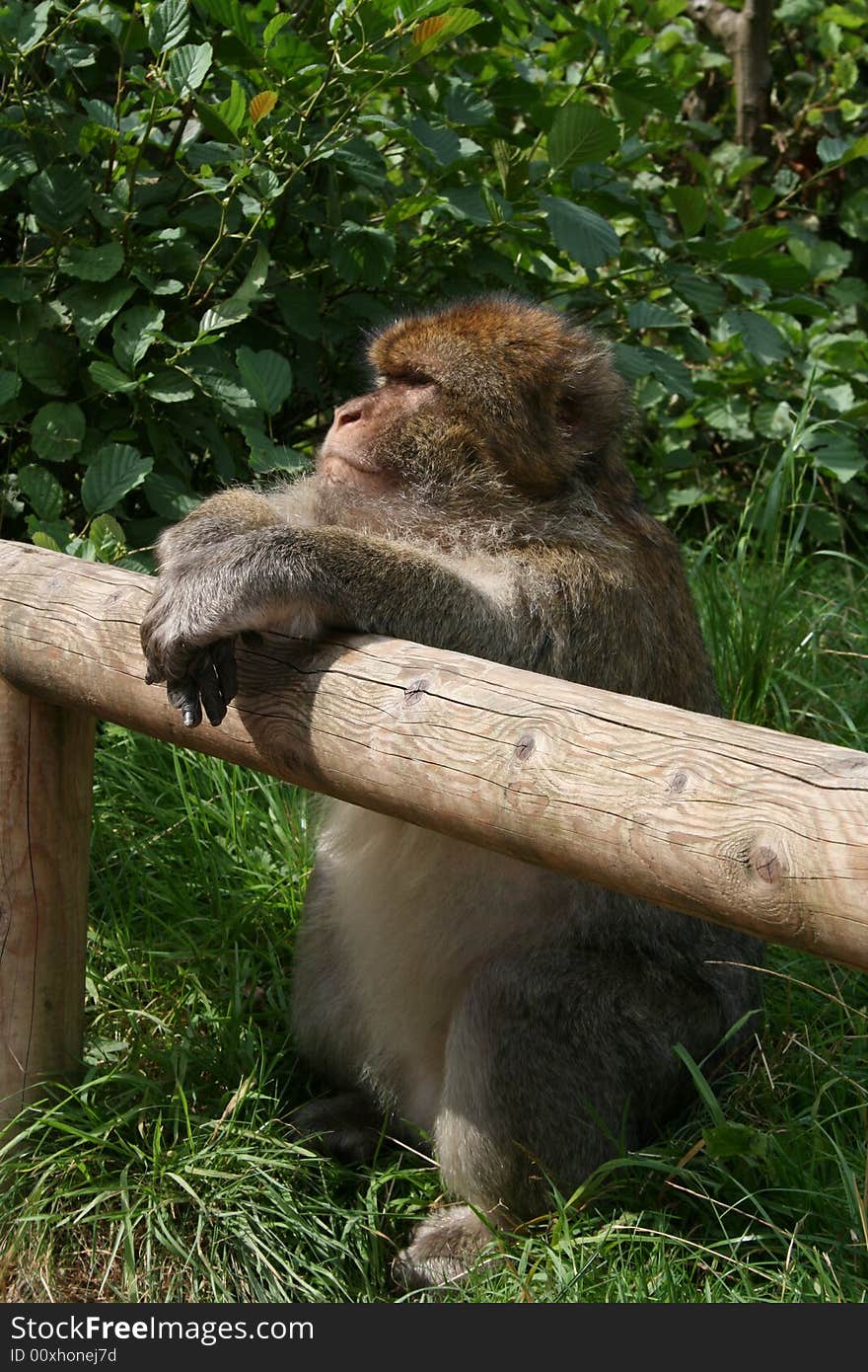 Barbary Macaque at Monkey Forest in Staffordshire