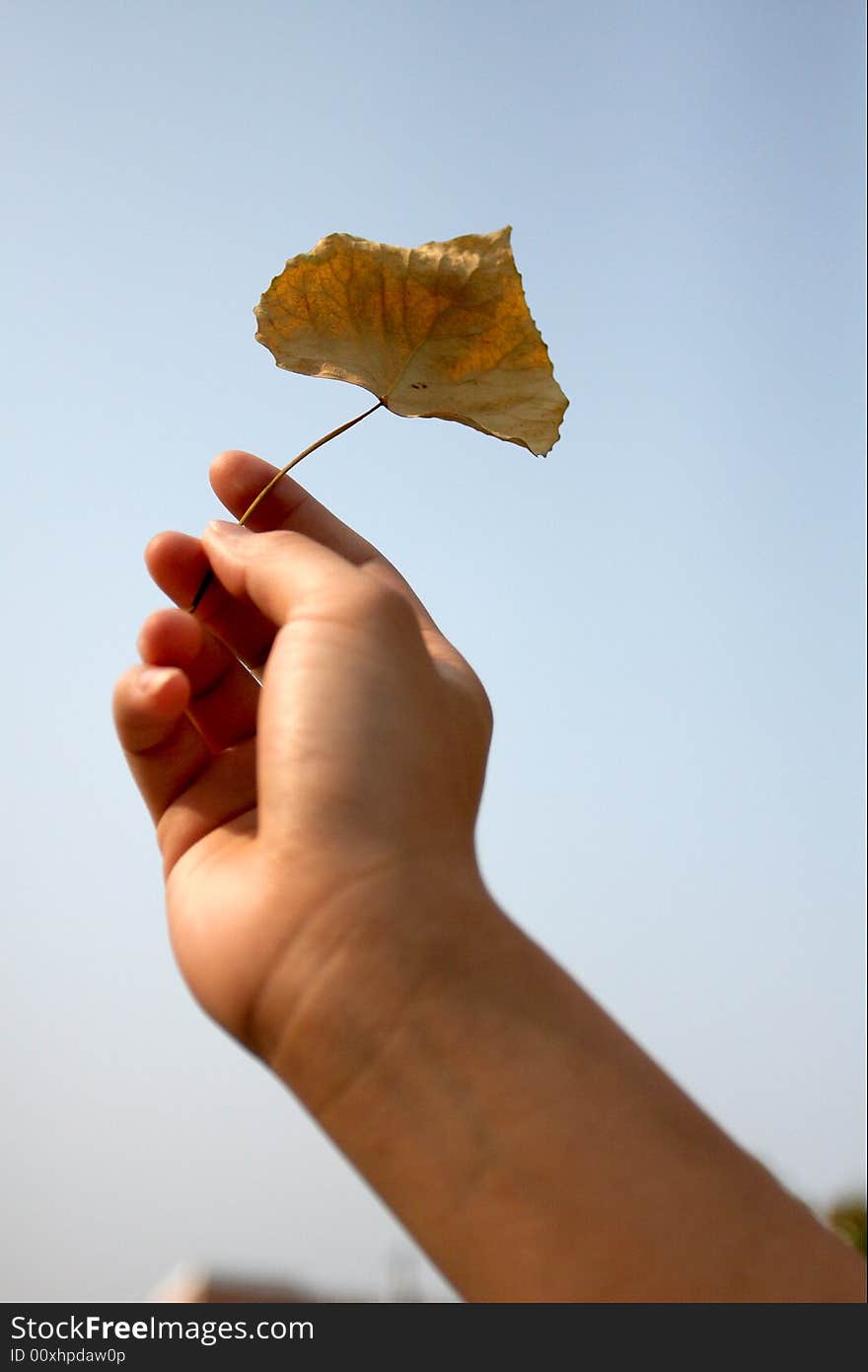 Hand And Leaf