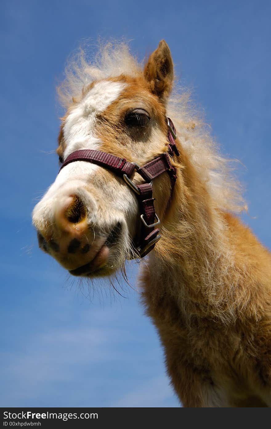 A young foal is looking down