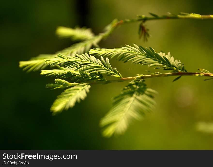 Sunlight according to the leaves.