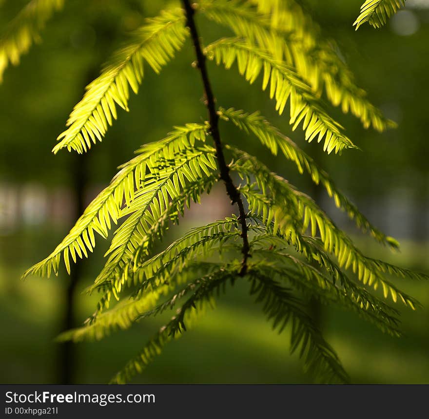 Sunlight according to the leaves.