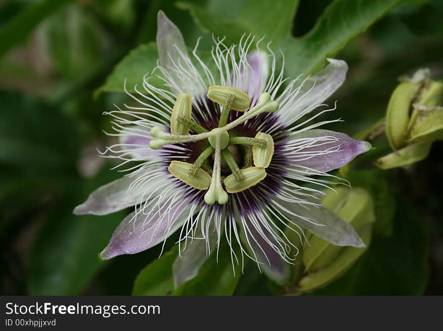 Close up of a passion flower on the Caribbean island of Montserrat. Close up of a passion flower on the Caribbean island of Montserrat