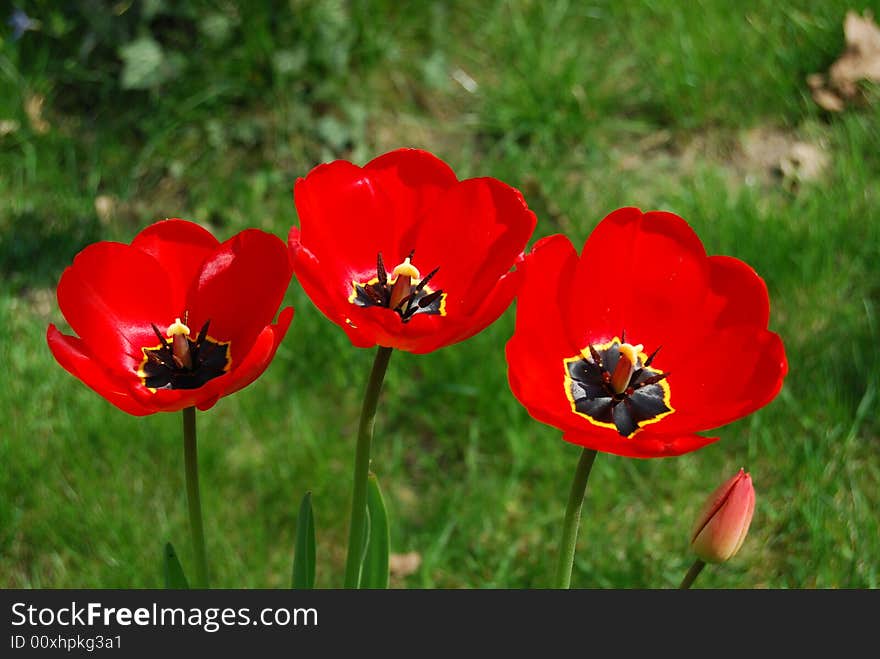 Three tulipa flowers