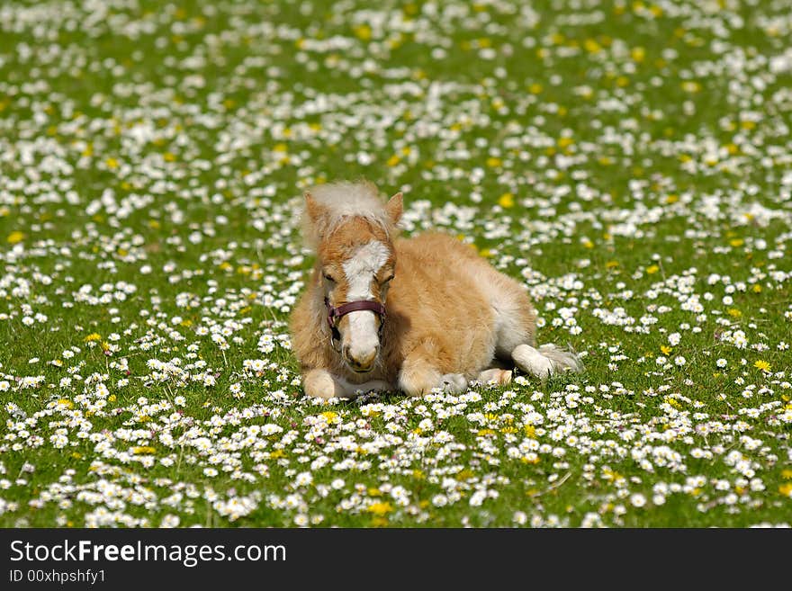 A sweet foal is resting on a green, white and yellow flower field