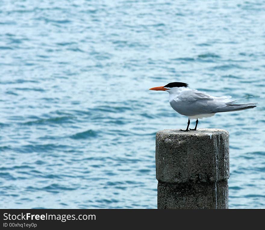 A seagull standing on a pile