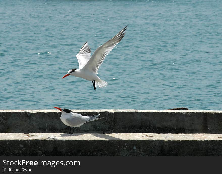 Two seagulls on an embankment