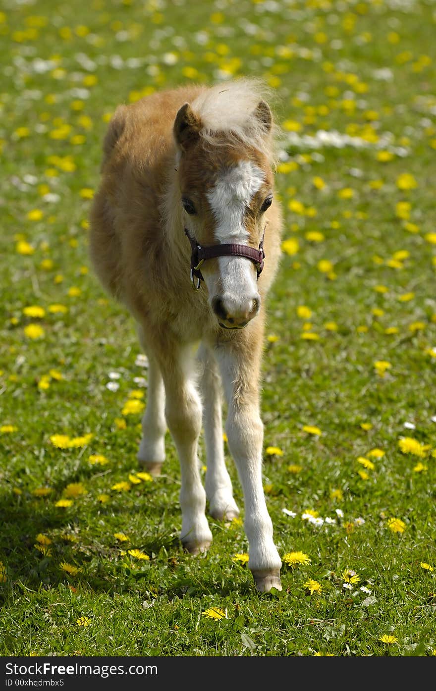 A sweet foal is walking alone on a flower meadow.