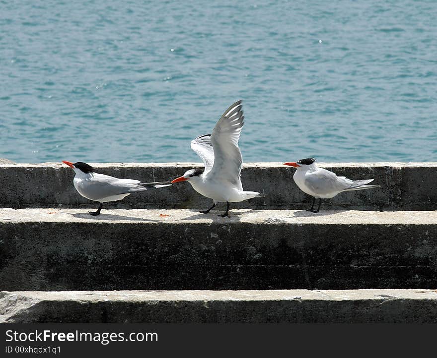 Three seagulls on an embankment