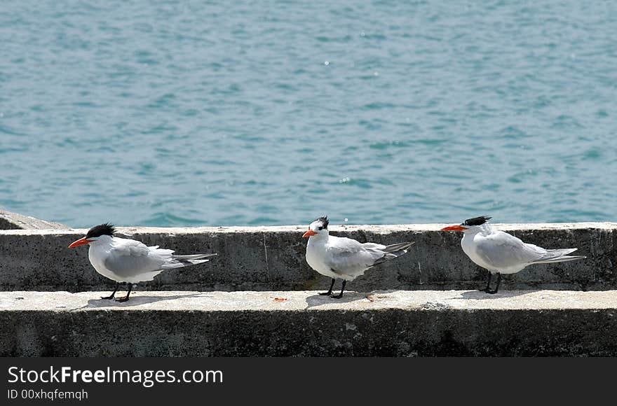 Three seagulls on an embankment