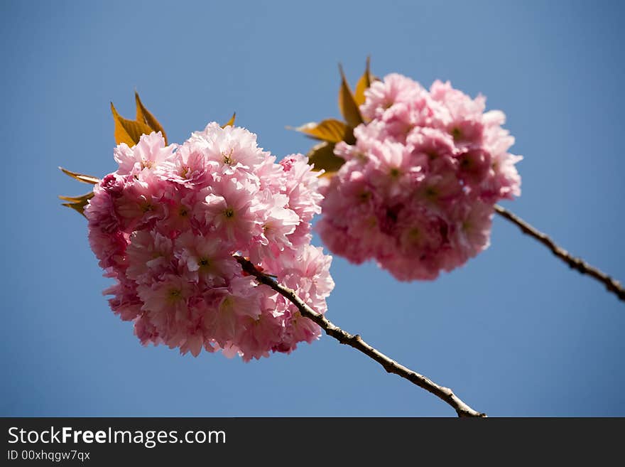 Blossomy bare stick of Sakura tree. Blossomy bare stick of Sakura tree.