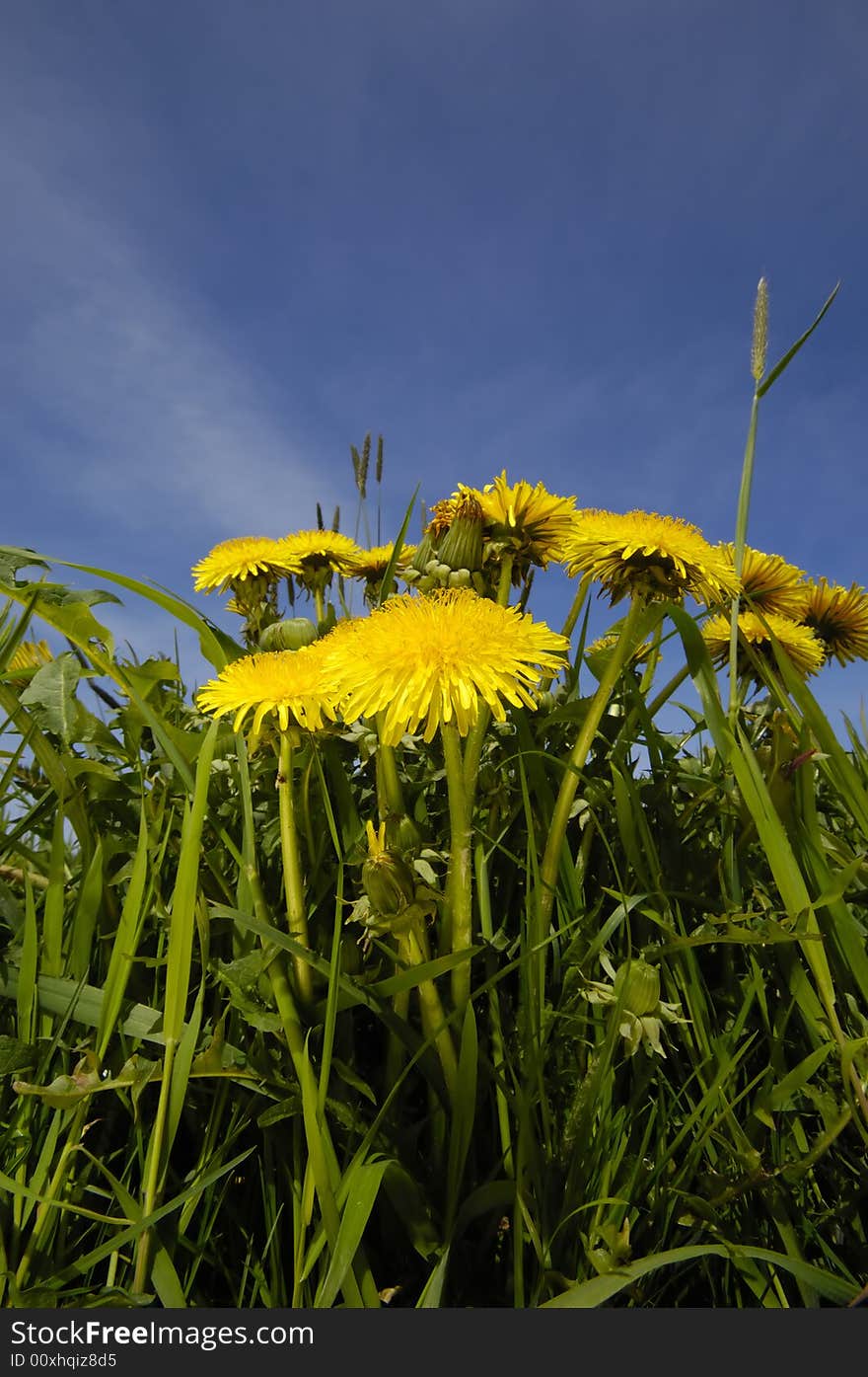 Dandelion flowers in nature